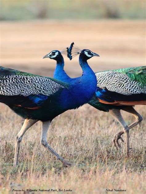 Deux oiseaux bleus et verts marchant dans l'herbe avec leurs ailes ...