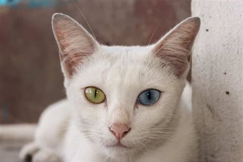 Khao Manee Cat Breed Profile - Purrfect Cat Breeds