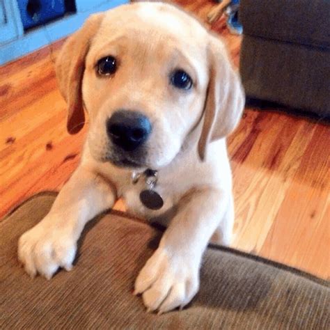 puppy dog eyes meme gifs tenor
