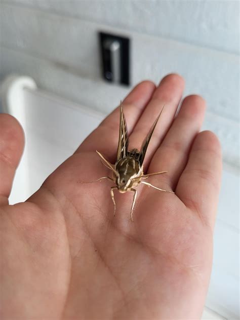 very polite white-lined sphinx I found on my porch!! : r/moths