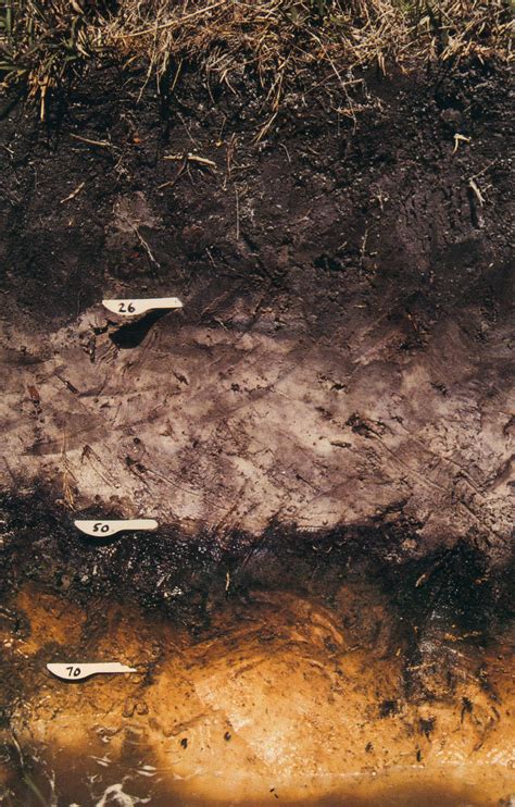 The Mixedwood Plains Ecozone