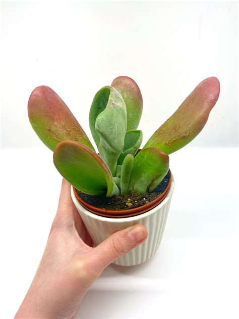 5229 best Plant Identification images on Pholder | Plant Identification