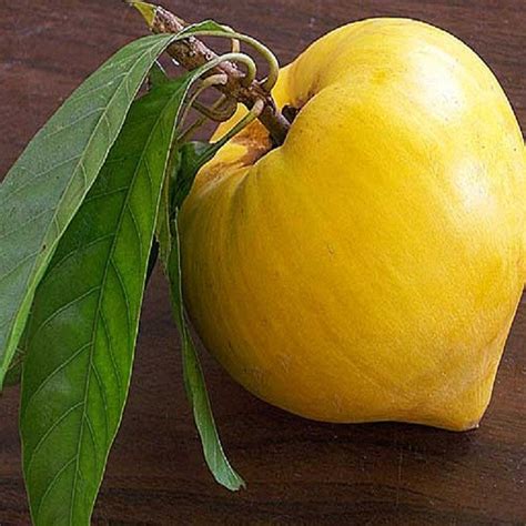 Eggfruit - Fruit Plants & Tree– Exotic Flora