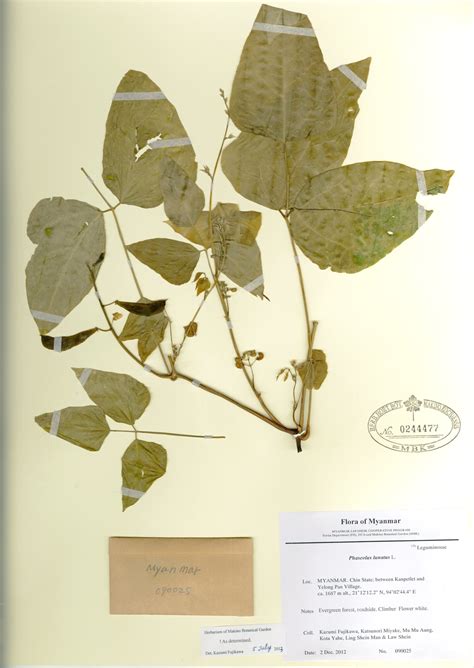 Phaseolus lunatus L. | Myanmar Vascular Plants Database