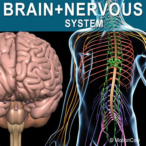 3d human nervous systems brain