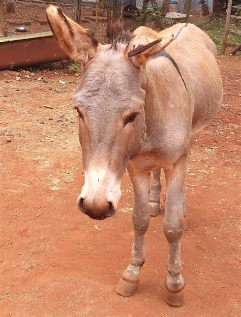 donkey asian bestiary