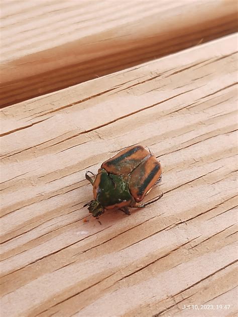 Found in Western Pennsylvania, curious what this is? : r/Entomology