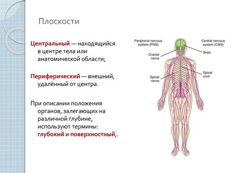 Анатомия человека - презентация онлайн