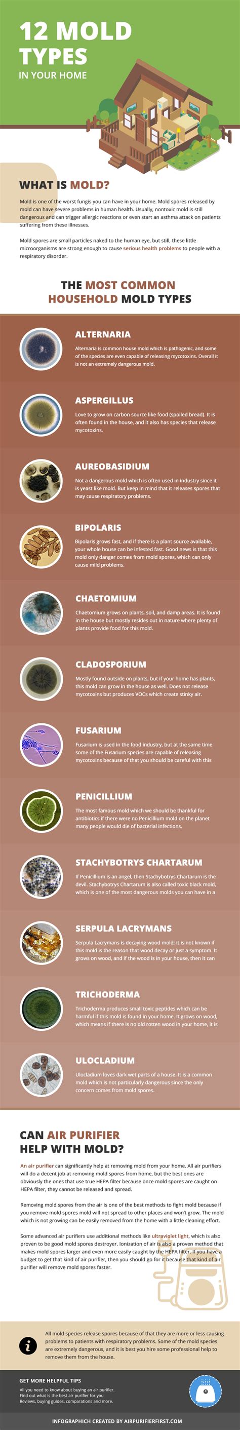 Understanding Different Types Of Mold Found In Your Home
