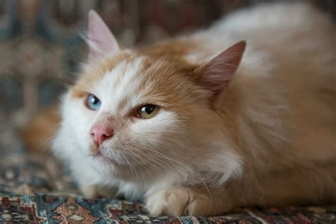 Van Cat - How to identify a real Van Cat? - Armenian Geographic