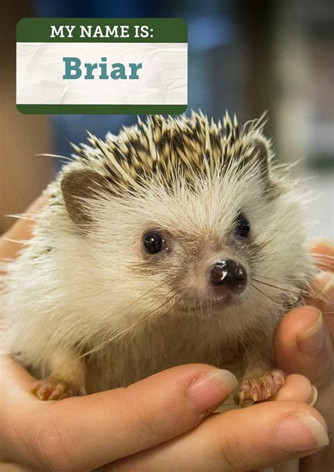 African Hedgehog