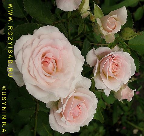 Розы и Сад. Канадская парковая роза, Морден Блаш Morden Blush ...