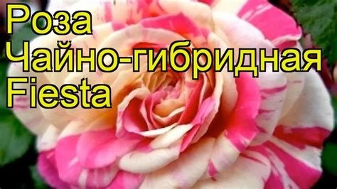 Роза чайно-гибридная Фиеста. Краткий обзор, описание характеристик, где ...