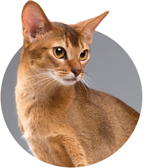 bengal breed history tica  international cat association