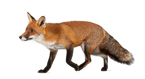 istock