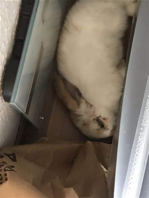 Why sleep on your bed when u can squish yourself between the couch and