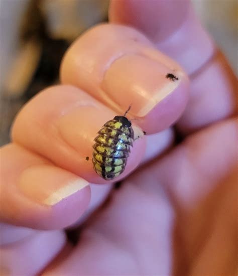 not anatomically correct but i did a tattoo of a lil isopod! (yes i