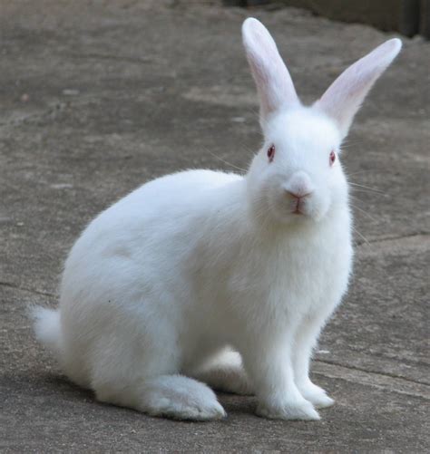 incredible compilation   rabbit images  stunning  quality