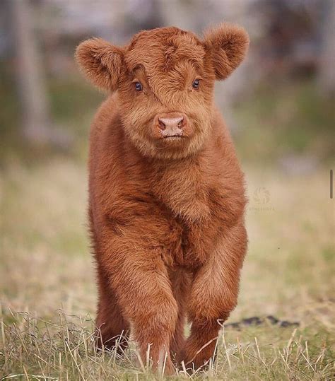 cute calf   grass field