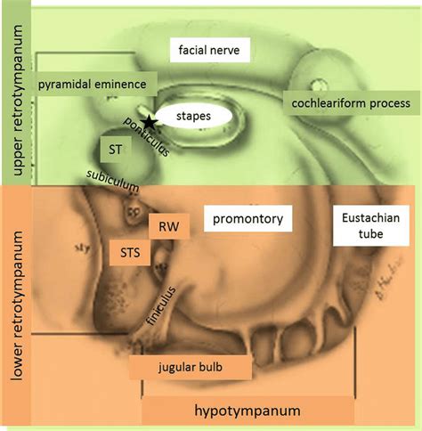 Sinus And Ear Anatomy