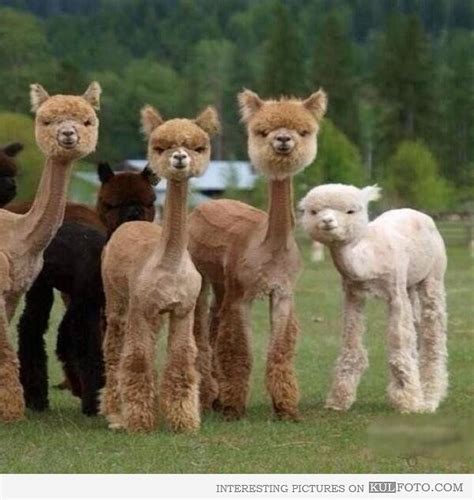 68 Best images about Llamas on Pinterest | Emu, In china and Funny llama