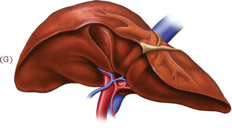 Download Human Liver Png - Full Size PNG Image - PNGkit