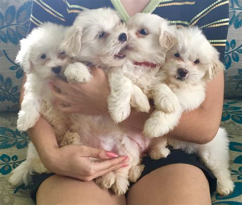 maltese puppies  sale petsforhomes