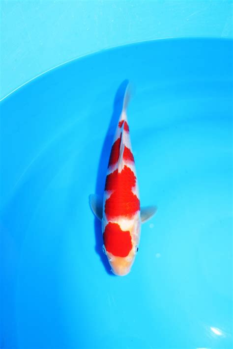 Kohaku | Marugen Koi Farm