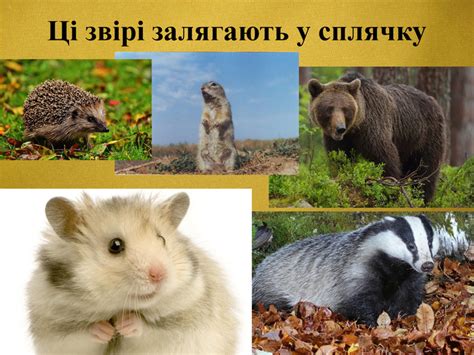 Презентація "Звірі восени"