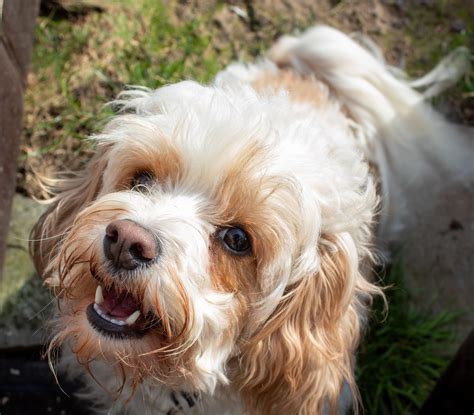 Cavachon: Adorable Blend of Cavalier Charm and Bichon Flair!