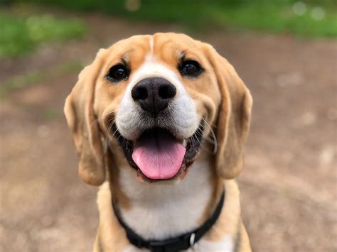 Inilah 7 Anjing Kecil Yang Mudah Dan Umum Dipelihara