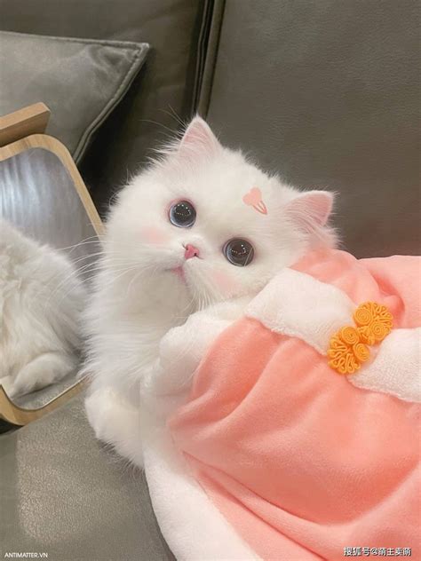 Cập nhật hơn 90 về meo cute hình nền mèo dễ thương - coedo.com.vn