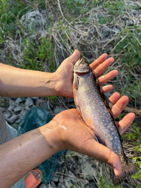 Finally first trout native brook trout : r/troutfishing