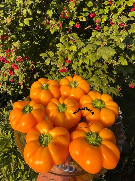 Гогошары оранжевый – Tomatinсa.ru