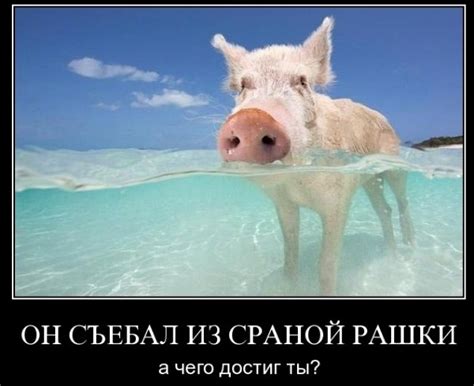 Поросёнок Пётр — Библиотека мемов