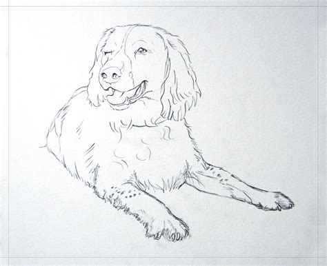 spaniel sketch  paintingvalleycom explore collection  spaniel sketch