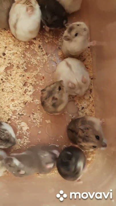 Хомяки из Страны Чудес #pets #love #животные #хомяк #грызуны #москва # ...