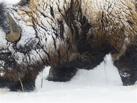 Bison in Snowstorm | Smithsonian Photo Contest | Smithsonian Magazine