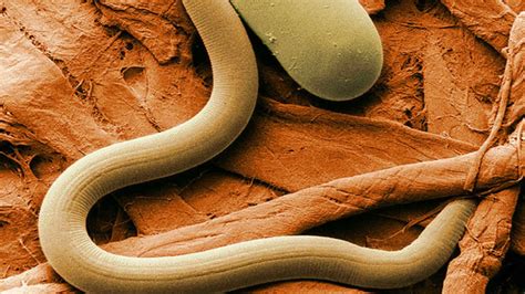 5 Nematodes in the News | Mental Floss