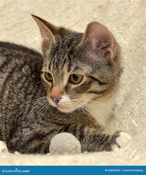 Teen kitten 3 months stock image. Image of closeup, ears - 62832655