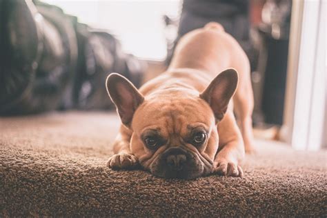 6 Tips to Trim Your French bulldog Nails At Home – frenchie Shop