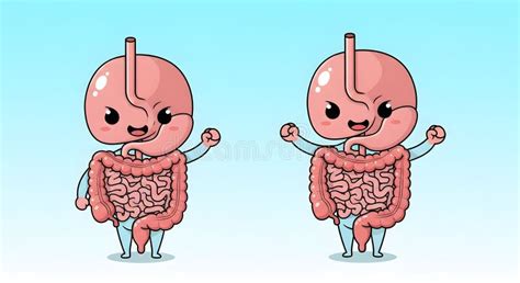 cute animated digestive system anatomy stomach small large intestines