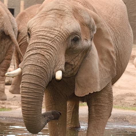 Adopt an African Elephant – Seneca Park Zoo