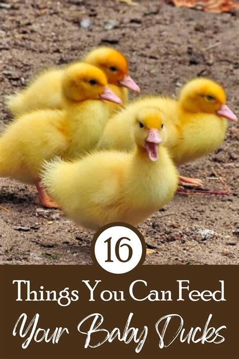 What To Feed Baby Ducks