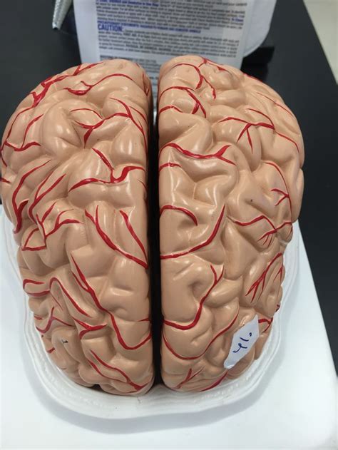Frontal lobe of brain anatomy | Brain lobes, Brain anatomy, Frontal lobe