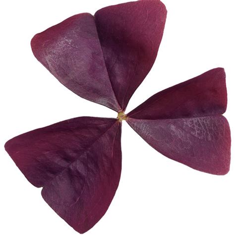 Oxalis Plant - Urban Garden Center