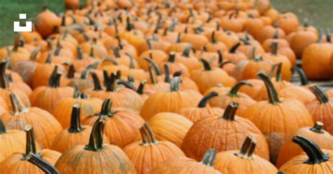 Orange pumpkin patch photo – Free Priddy farms Image on Unsplash