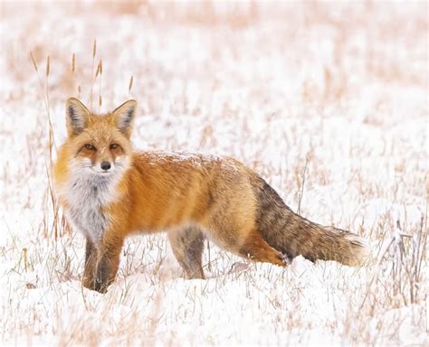 Guard Fox : foxes