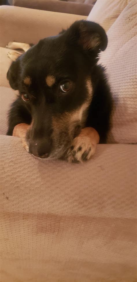 [Redacted] and Caribou lore post 2:Healing (Tw:Blood) : r/GachaClub