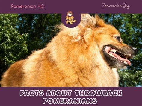 Awesome Throwback Pomeranian Facts You Need to Know